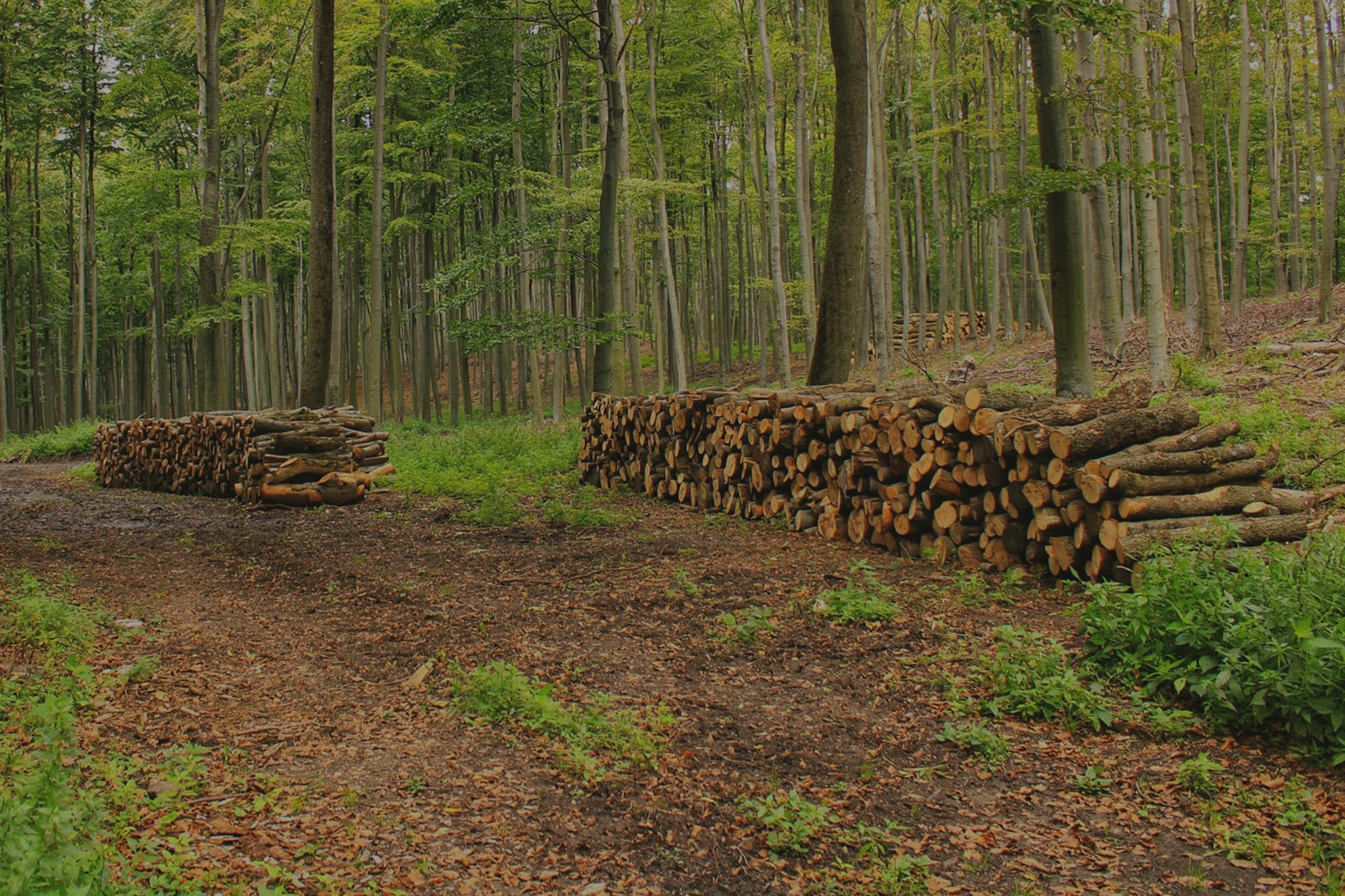 Stay Warm and Sustainable: The Eco-Benefits of Local Firewood - Wealden Firewood